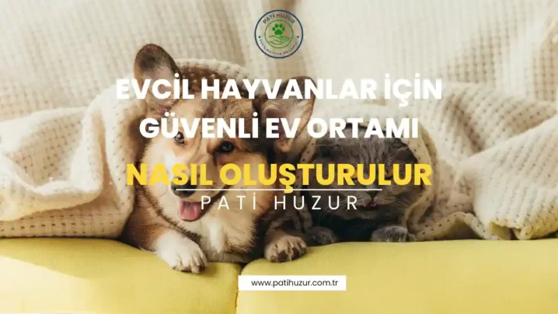 evcil hayvanlar için güvenli ev