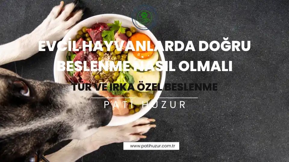 evcil hayvanlarda doğru beslenme