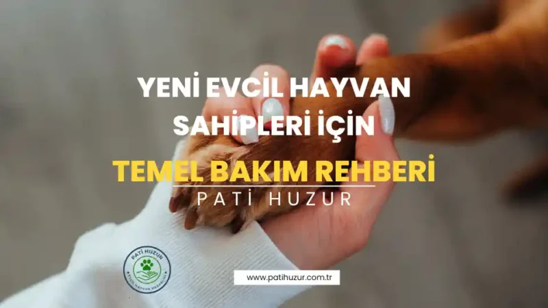 yeni evcil hayvan bakımı