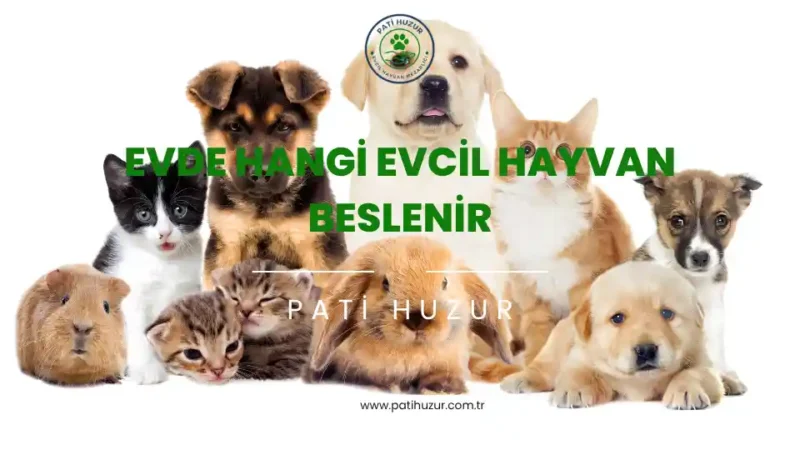 evde hangi evcil hayvan beslenir