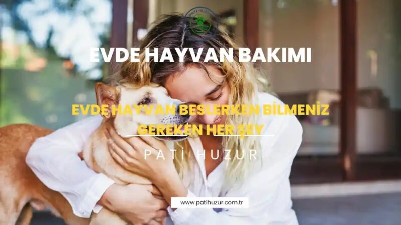 evcil hayvan bakımı
