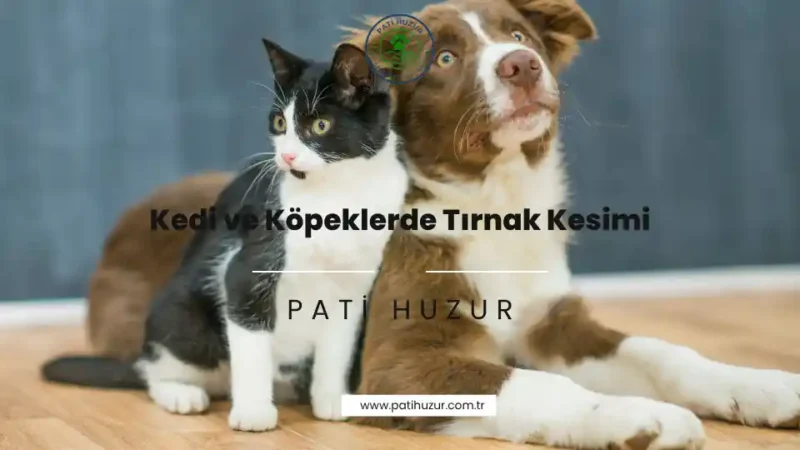 kedi ve köpeklerde tırnak kesimi