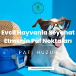 evcil hayvanla seyahat