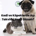 kedi ve köpeklerde aşı takvimi