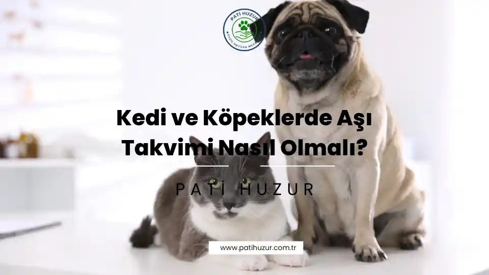 kedi ve köpeklerde aşı takvimi