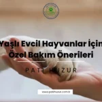 yaşlı evcil hayvan bakımı