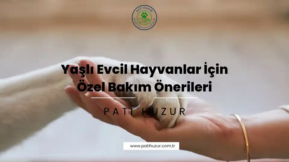 yaşlı evcil hayvan bakımı